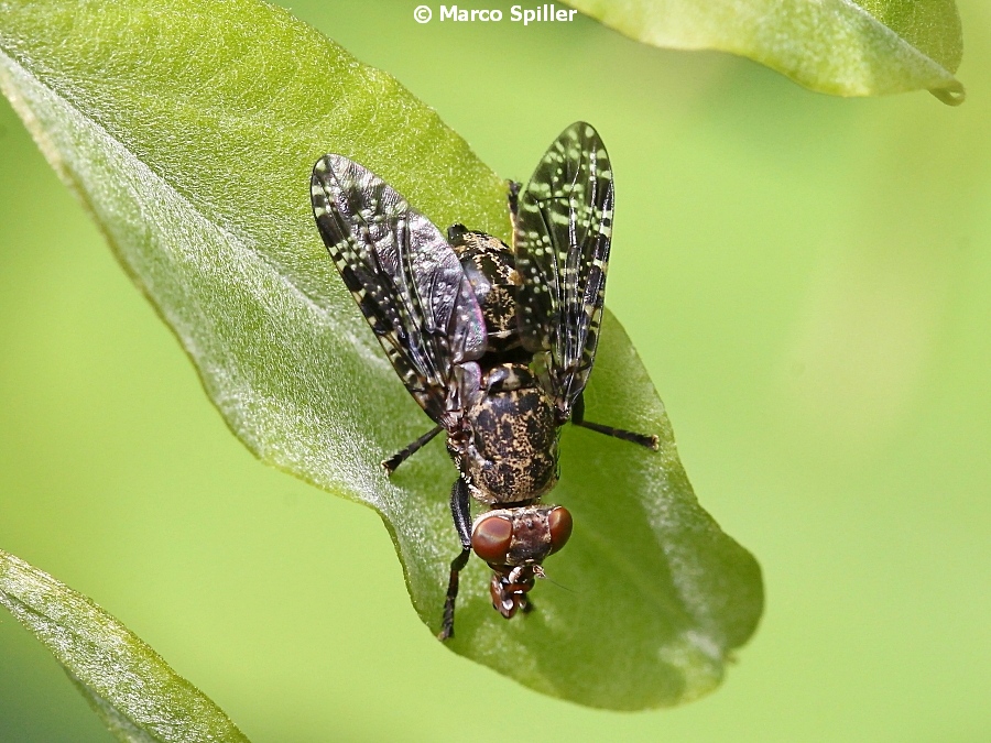 Platystoma sp